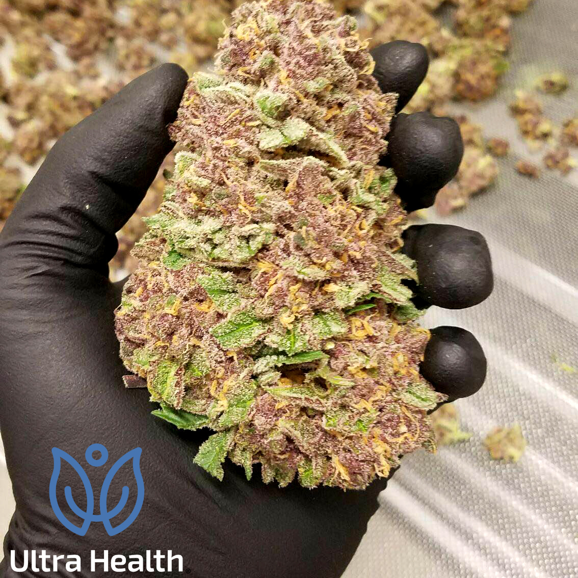 Purple Fat Pie